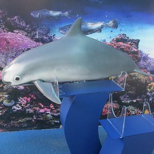 vaquita model