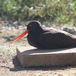 Black Oystercatcher