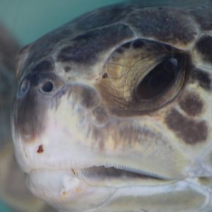 Sea Tutle Close Up
