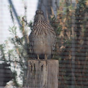 Greater Roadrunner