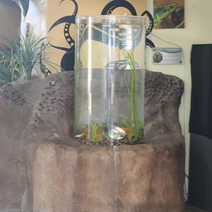 Seahorse Tank