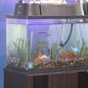 Goldfish Aquarium