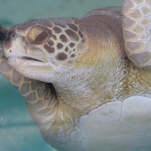 Green Sea Turtle