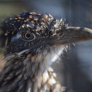 Chevy, a Geococcyx californianus