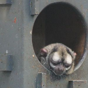 Grey-handed night monkey