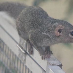 Northern treeshrew