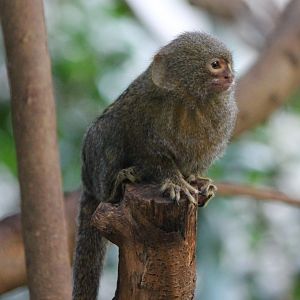 Pygmy marmoset