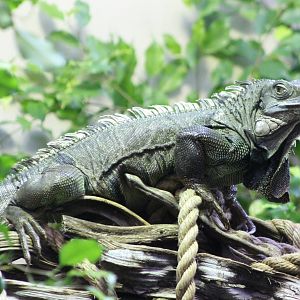 Green iguana