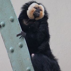 White-faced saki