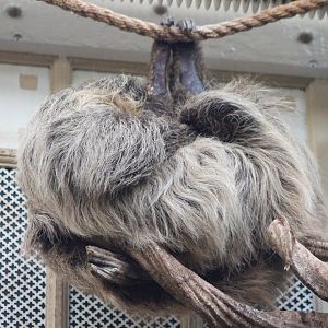 Two-toed sloth