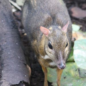 Javan mouse deer