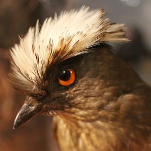 Streaked bowerbird - Amblyornis subalaris