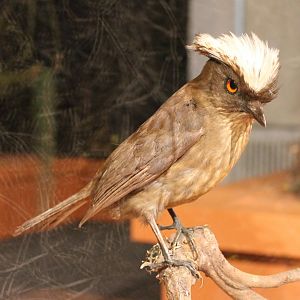 Streaked bowerbird - Amblyornis subalaris