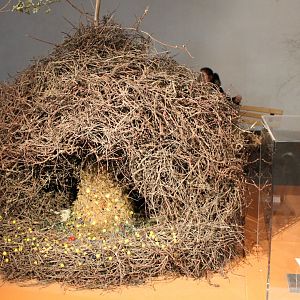 Bower Streaked bowerbird