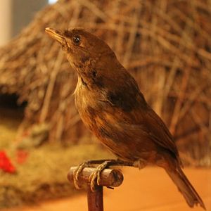 Vogelkop bowerbird - Amblyornis inornata