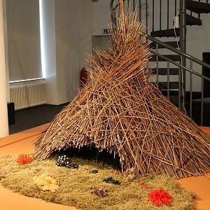 Bower Vogelkop bowerbird