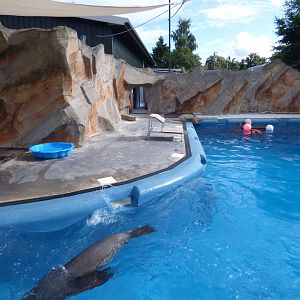 Californian Sea Lion Pool