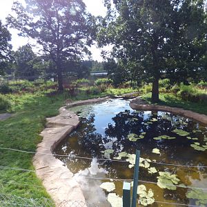 Amur Tiger Enclosure