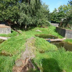 Asian Short-clawed Otter Enclosure