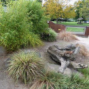Dwarf Mongoose Enclosure