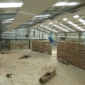 African Elephant Indoors