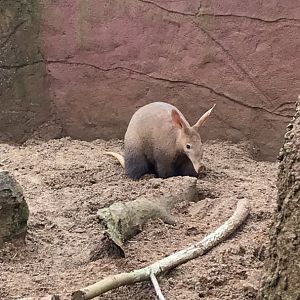 Aardvark