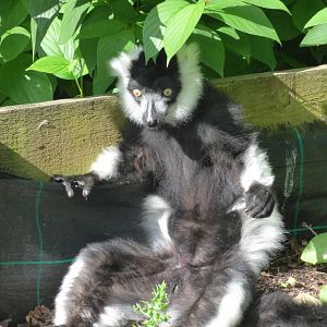 Black-and-White Ruffed Lemur Sun-bathing