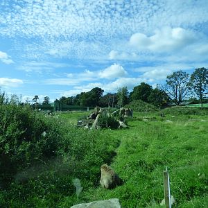 Barbary Macaque Drive-Through