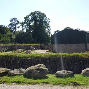 White Rhino Hard-standing (for the bull)