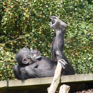 Chimpanzee female 'Jill'