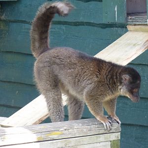 Brown Lemur