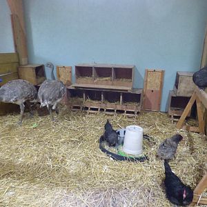 Darwin's Rhea in Farm