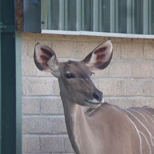 Greater Kudu