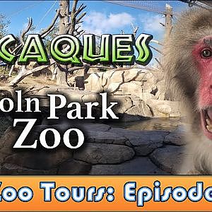 Video Tour: Macaque Forest