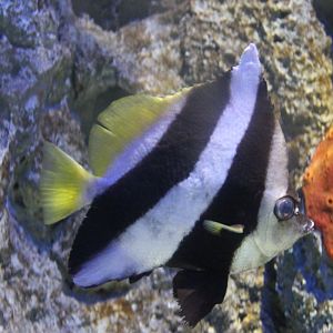 Reef bannerfish - Heniochus acuminatus