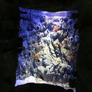 Smaller Reef-aquarium