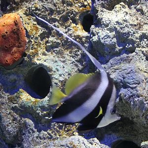 Reef bannerfish - Heniochus acuminatus