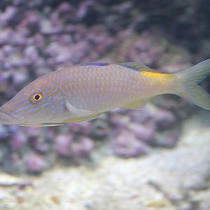 Parupeneus cyclostomus