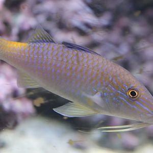 Parupeneus cyclostomus