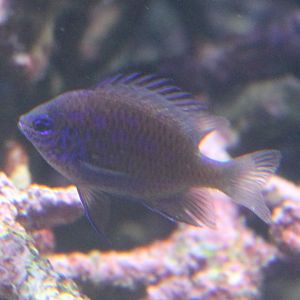 Chrysiptera springeri