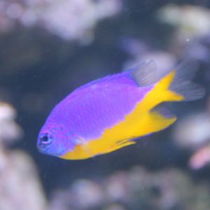 Azure damselfish - Chrysiptera hemicyanea