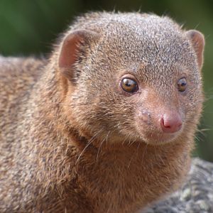 Dwarf Mongoose