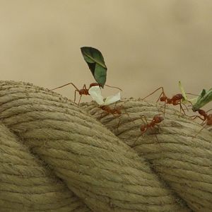 Leaf-cutter Ant