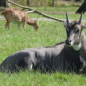 Nilgai and Axis Deer