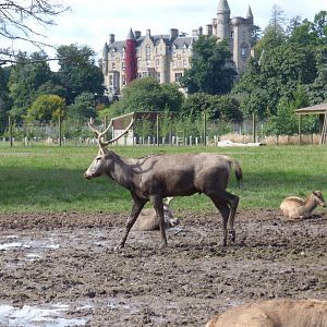 Pere David's Deer in drive-through