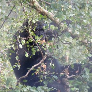 Chimpanzee in a tree
