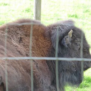 American Bison