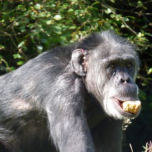 Jill the Chimpanzee