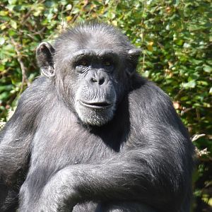 Copper the Chimpanzee