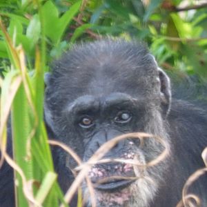 Blossom the Chimpanzee